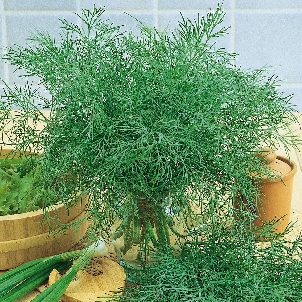 Bladdill 'Bouquet'