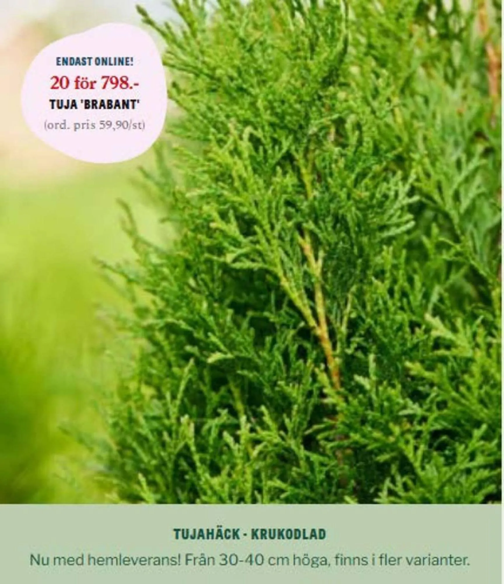 Blomsterlandet reklamblad från 26 april till 31 maj 2025 - Reklamblad sidor 3