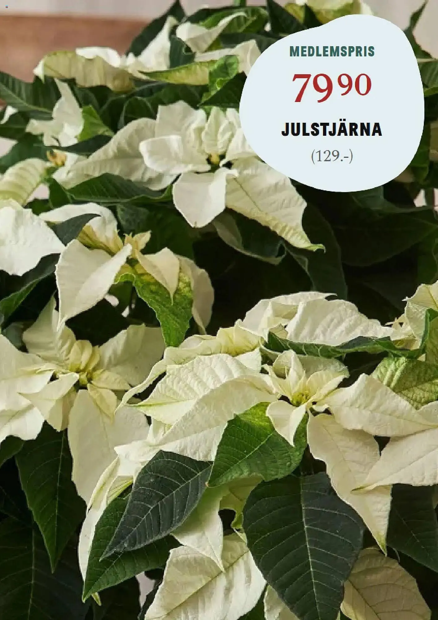 Blomsterlandet reklamblad från 24 november till 30 november 2025 - Reklamblad sidor 6