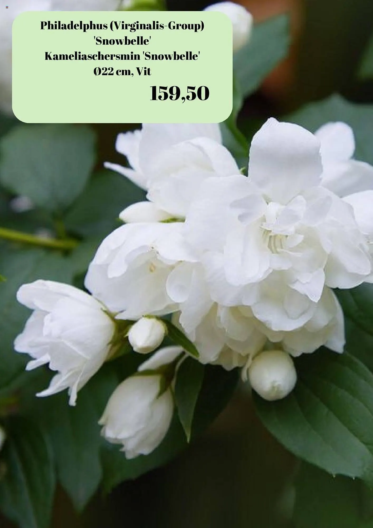 Plantagen reklamblad från 22 september till 5 oktober 2023 - Reklamblad sidor 3