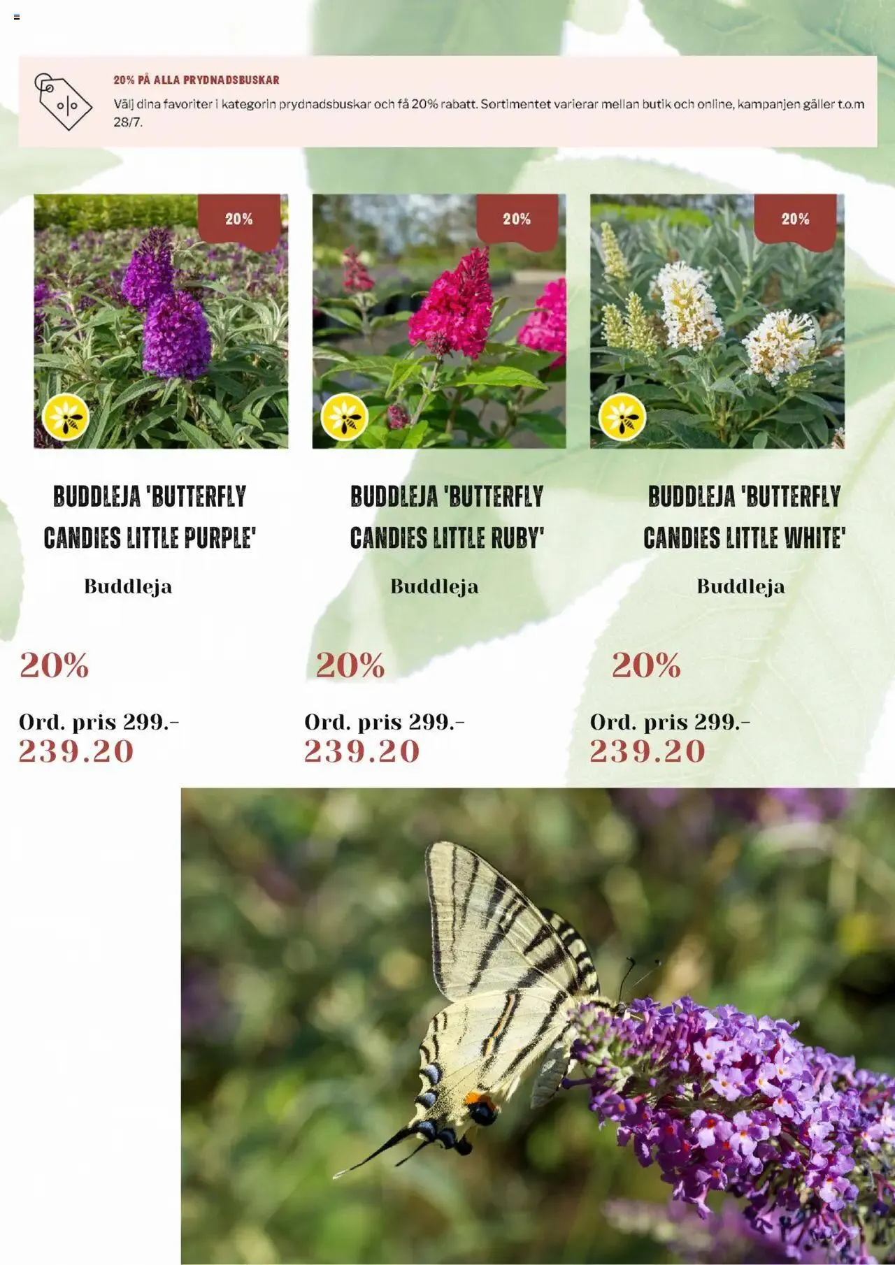 Blomsterlandet - erbjudanden från 15 juli till 28 juli 2024 - Reklamblad sidor 4