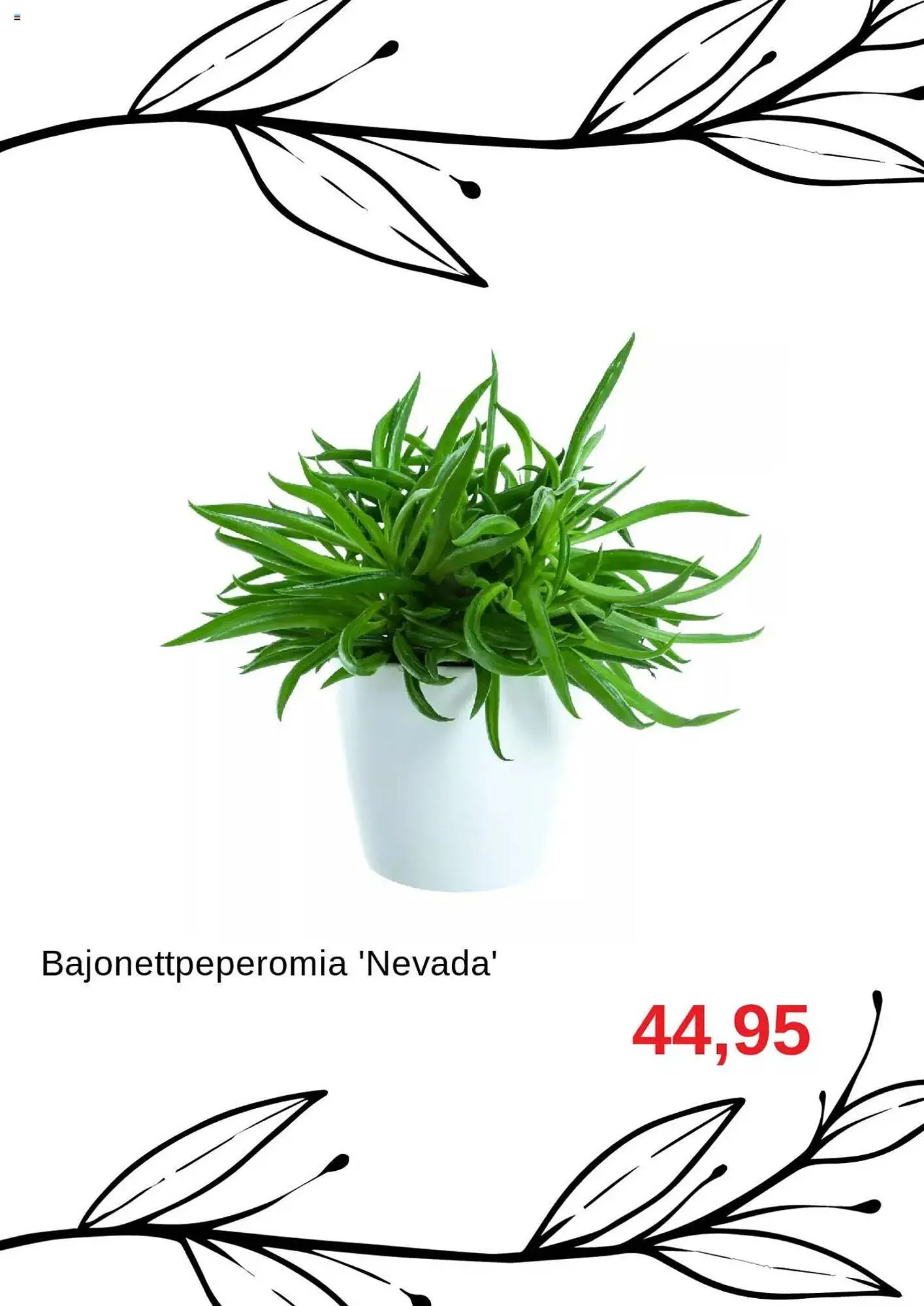 Blomsterlandet reklamblad från 11 augusti till 31 augusti 2025 - Reklamblad sidor 8