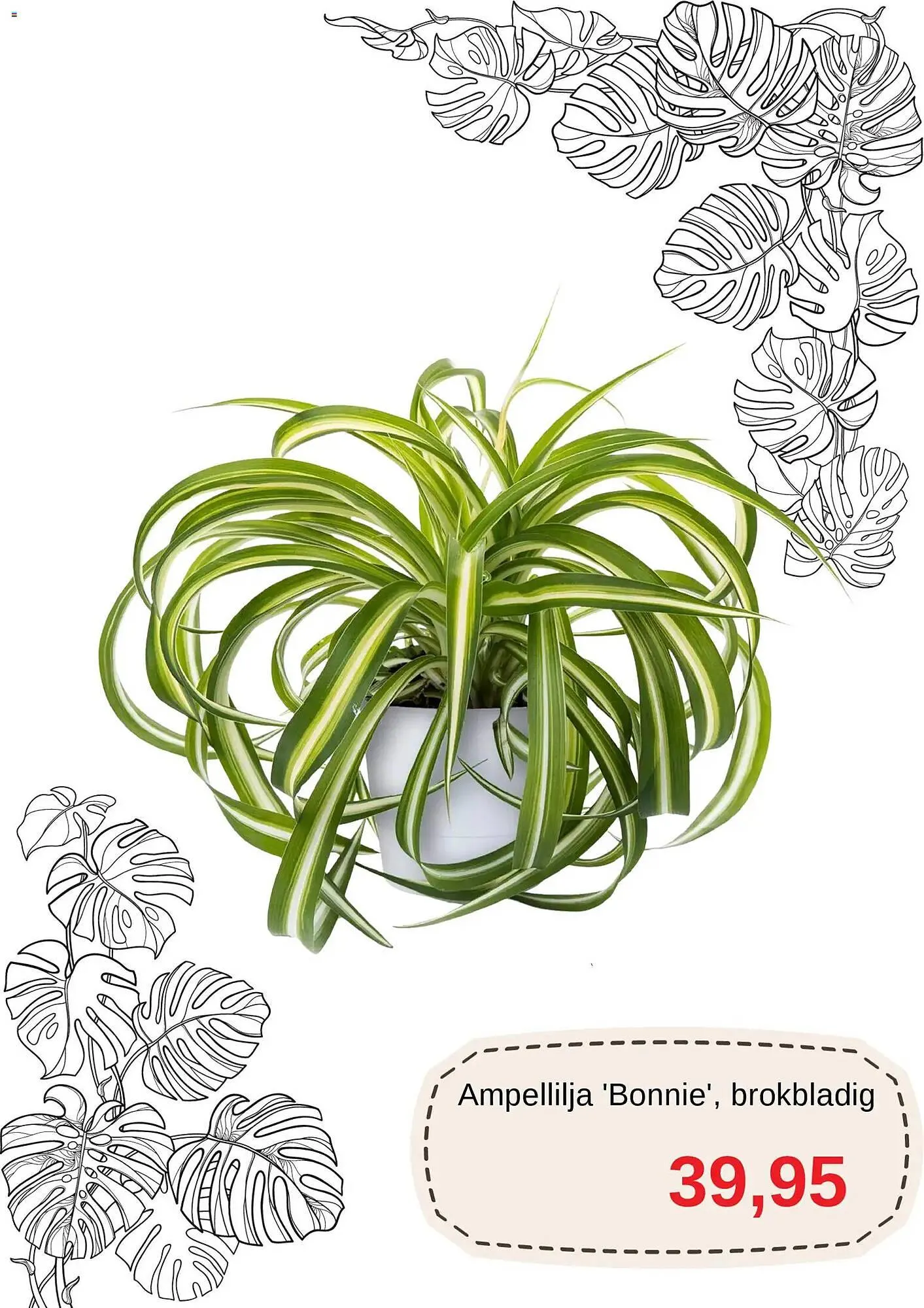 Blomsterlandet reklamblad från 1 november till 16 november 2025 - Reklamblad sidor 5