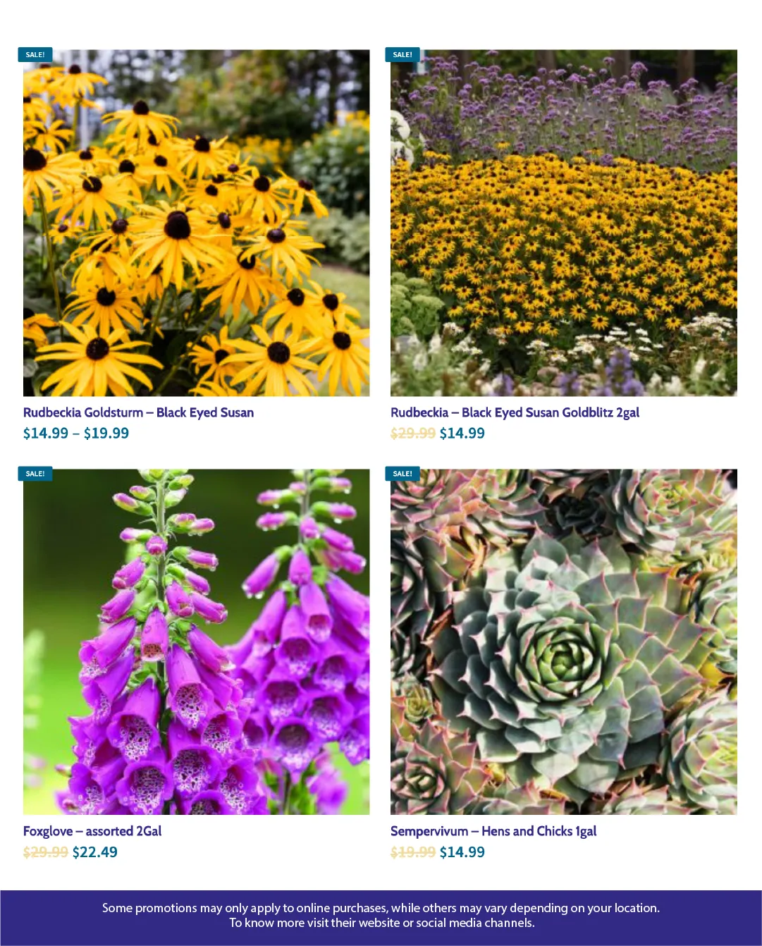 Flyer from August 8 to August 22 2025 - flyer page 2