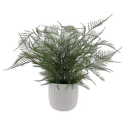 Asparagus Fern In Decorative Ceramic Pot