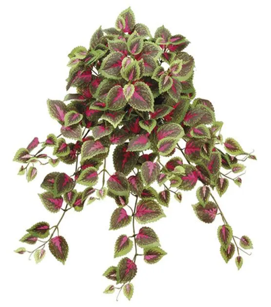 Northlight 20" Hanging Coleus Bush