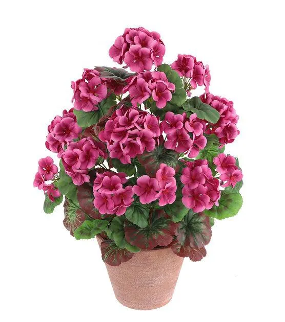 22" Summer Pink Geranium Arrangement by Bloom Room