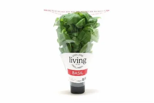 North Shore Potted Living Basil