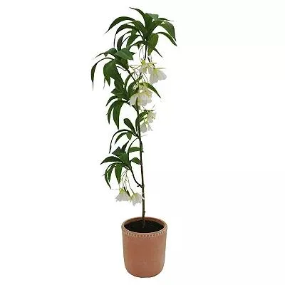 Sonoma Goods For Life® Elaeocarpus Hygrophilus Artificial Plant Floor Decor