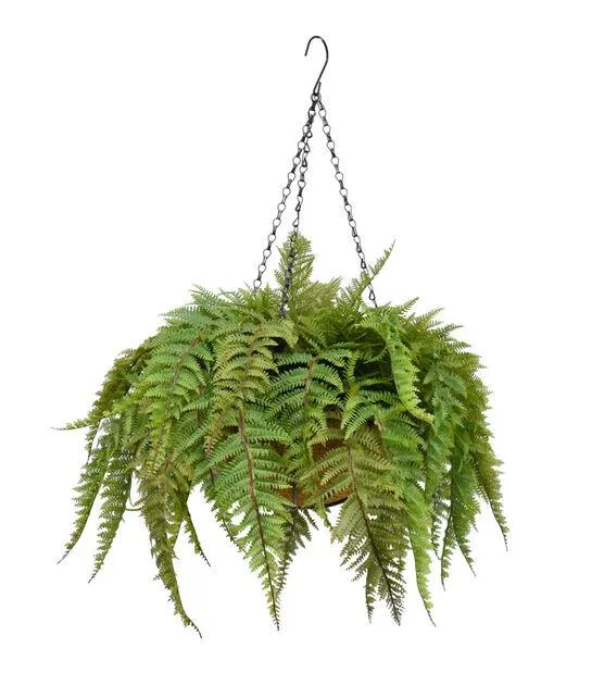 22" Summer Green Fern Hanging Basket by Bloom Room