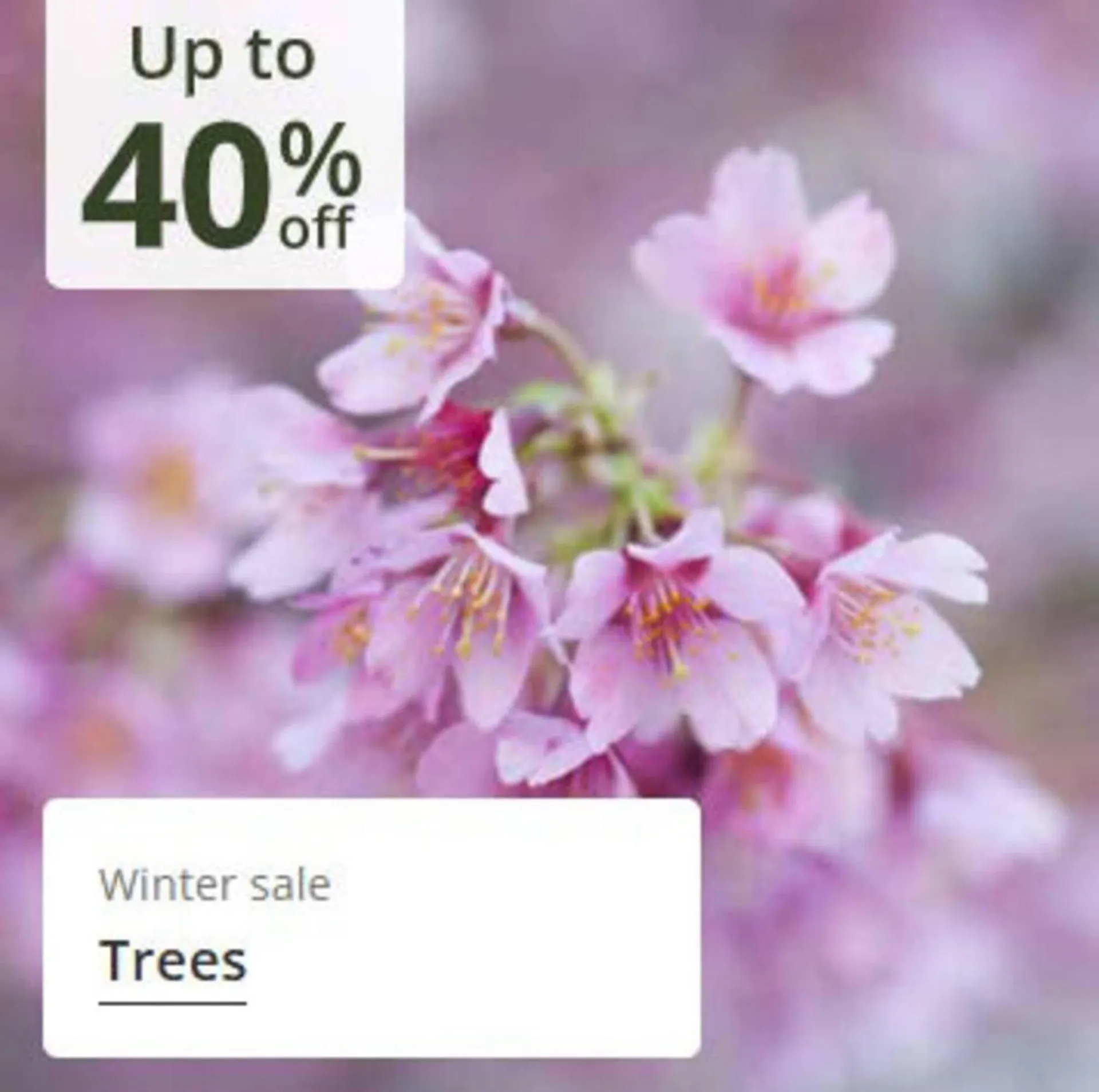 Crocus leaflet from 16 January to 12 February 2026 - Catalogue Page 9