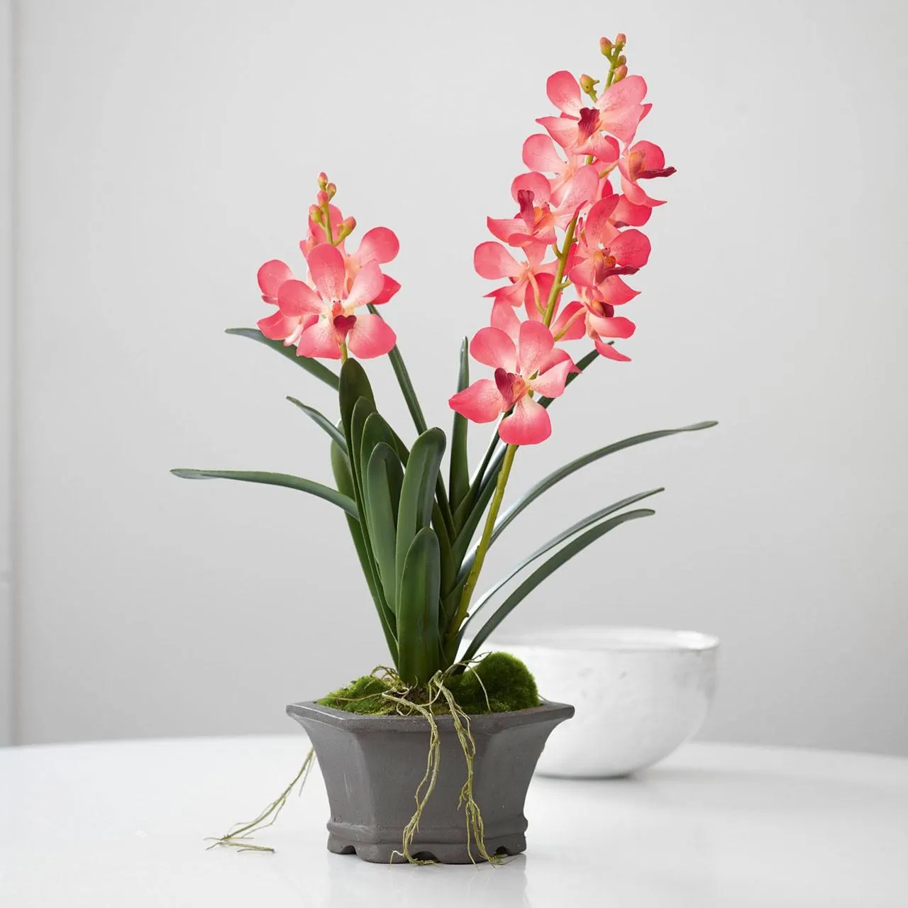 Pink Potted Vanda Orchid