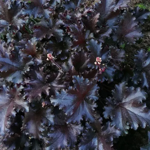 Heuchera 'Black Taffeta' 1 Litre