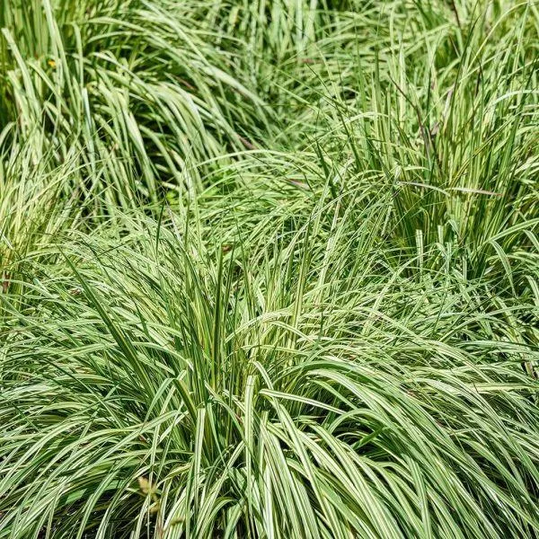 Carex oshimensis 'Everlime' 3 Litre