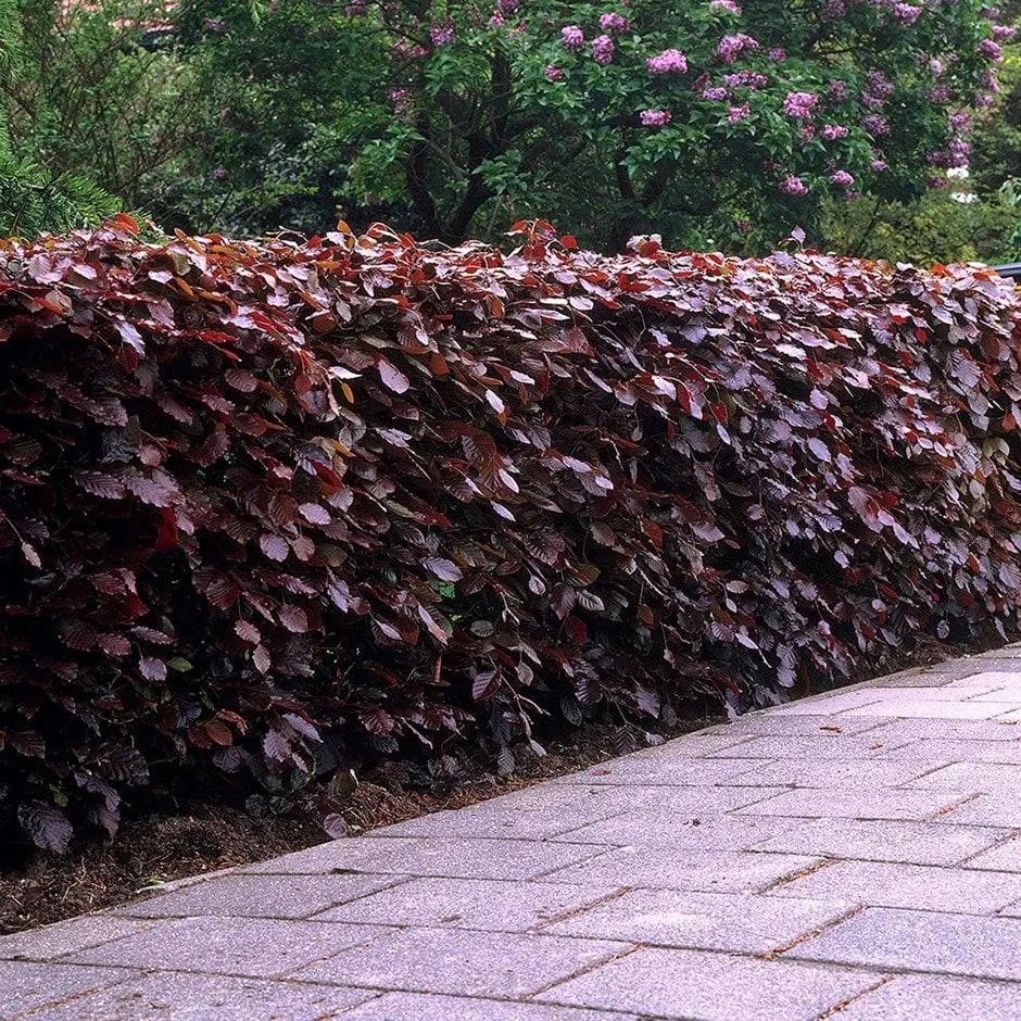 purple beech hedge Fagus sylvatica Atropurpurea Group From £4.67 per plant