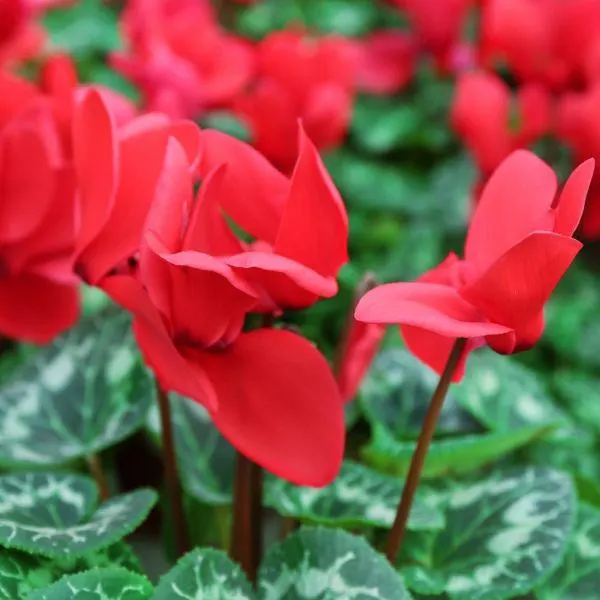 Cyclamen Red 1.5 Litre