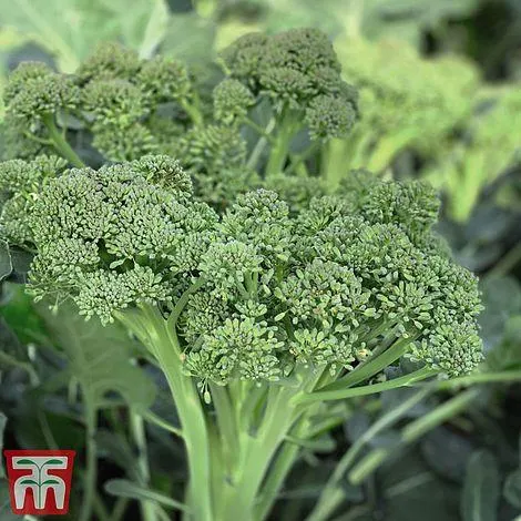 Broccoli 'Sweet Returns' F1 (Calabrini) (White Sprouting) - Seeds