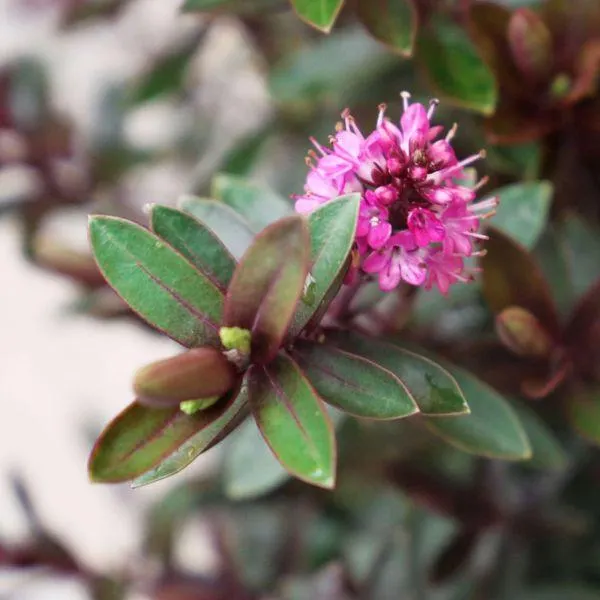 Hebe 'Devotion' 2 Litre