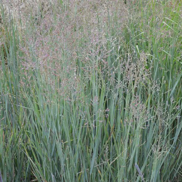 Panicum virgatum 'Heavy Metal' 5 Litre