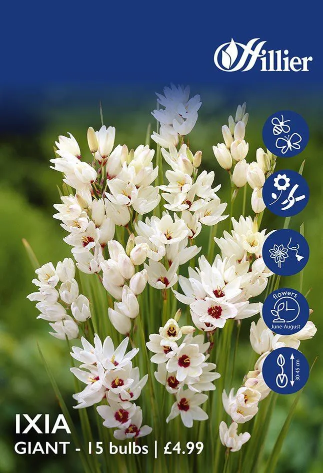Ixia Giant Bulbs