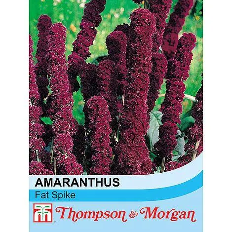 Amaranthus caudatus 'Fat Spike' - Seeds