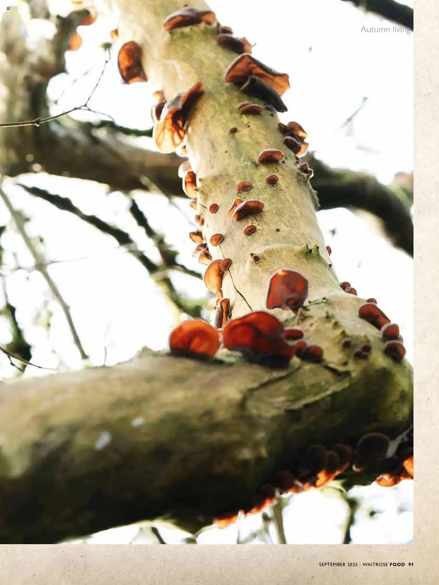 Waitrose leaflet from 1 September to 1 October 2025 - Catalogue Page 91