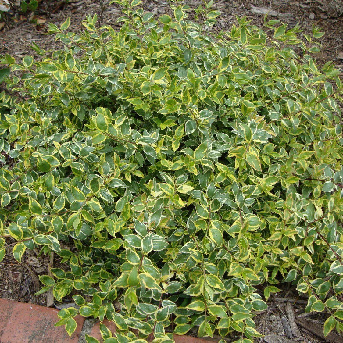 Abelia grandiflora ‘Radiance’ 3L