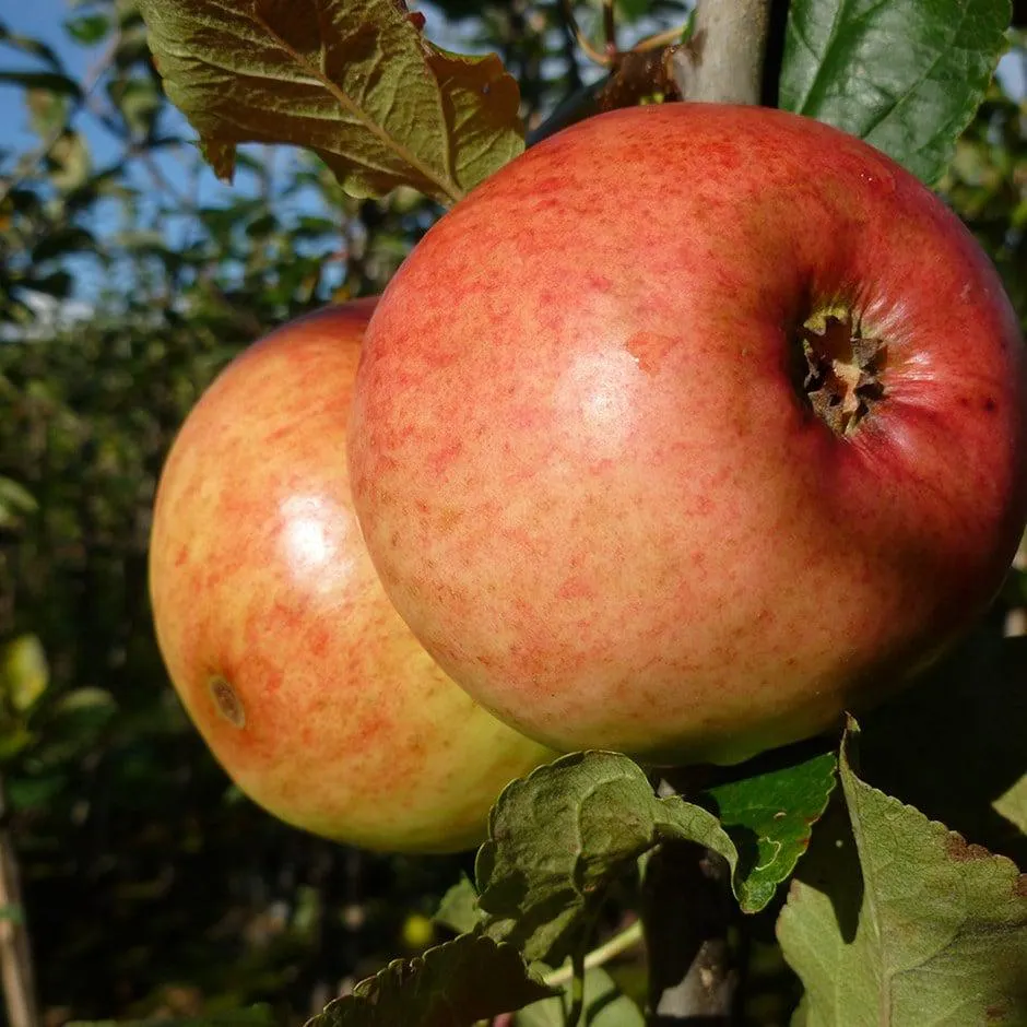 apple 'Monarch'