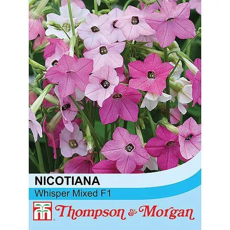 Nicotiana x hybrida 'Whisper Mixed' F1 Hybrid - Seeds Tobacco Plant