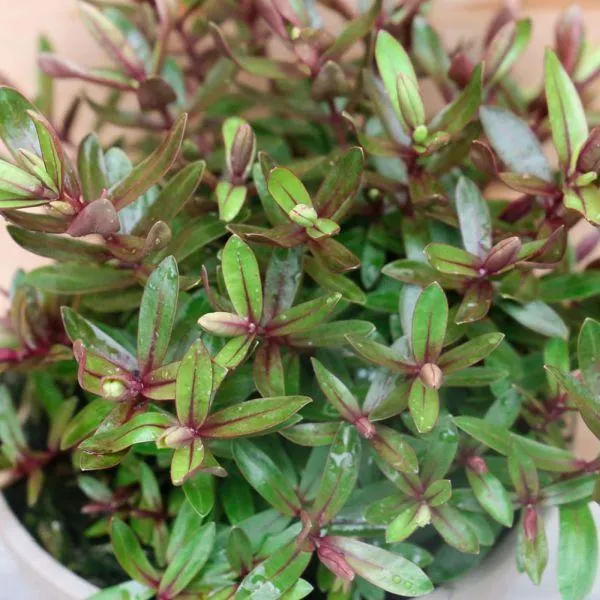 Hebe Rose Sparkler 2 Litre