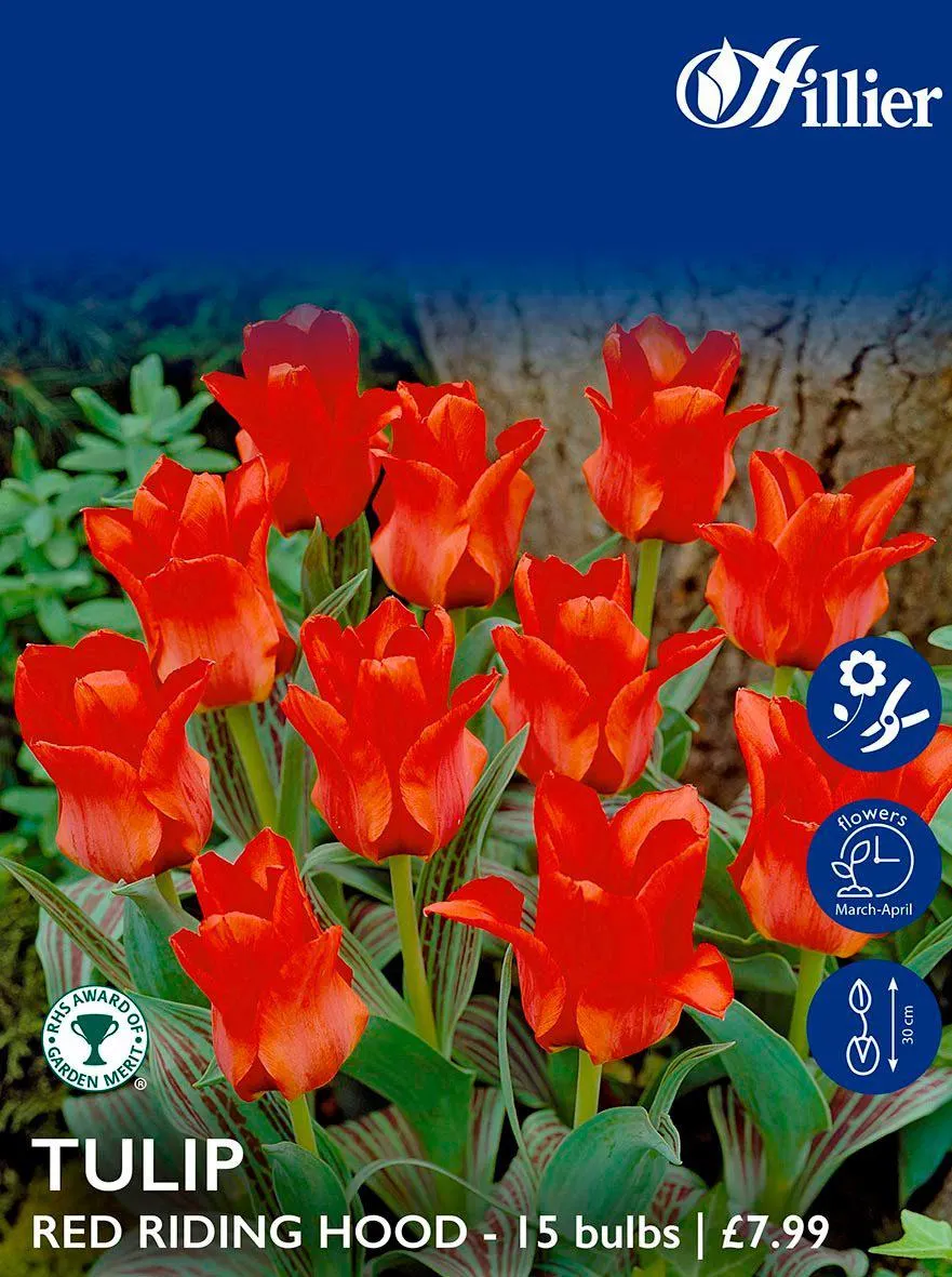 Tulip Bulbs Red Riding Hood