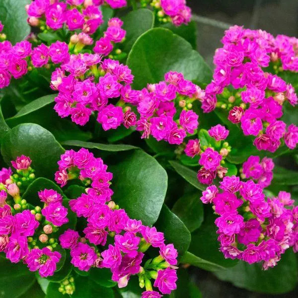 Kalanchoe Double Flowered 12cm