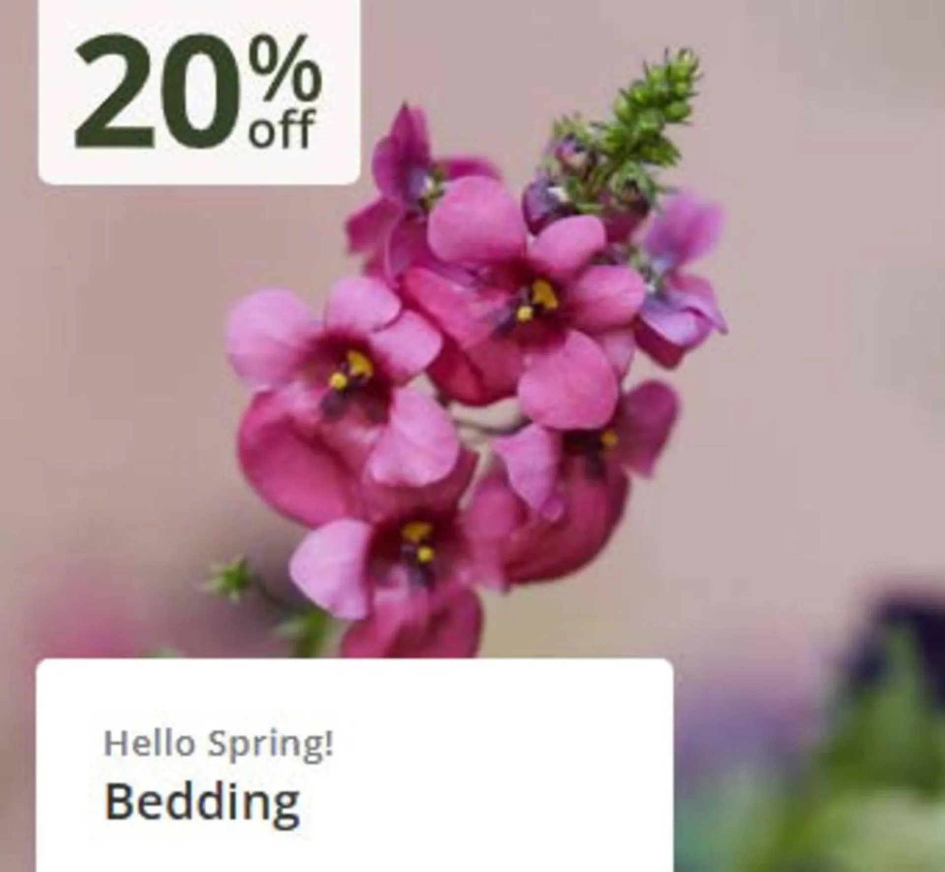 Crocus leaflet from 3 April to 20 April 2026 - Catalogue Page 5