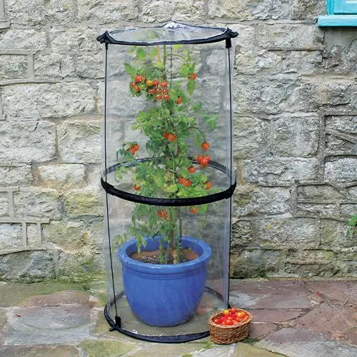 Pop-Up Tomato Cloche