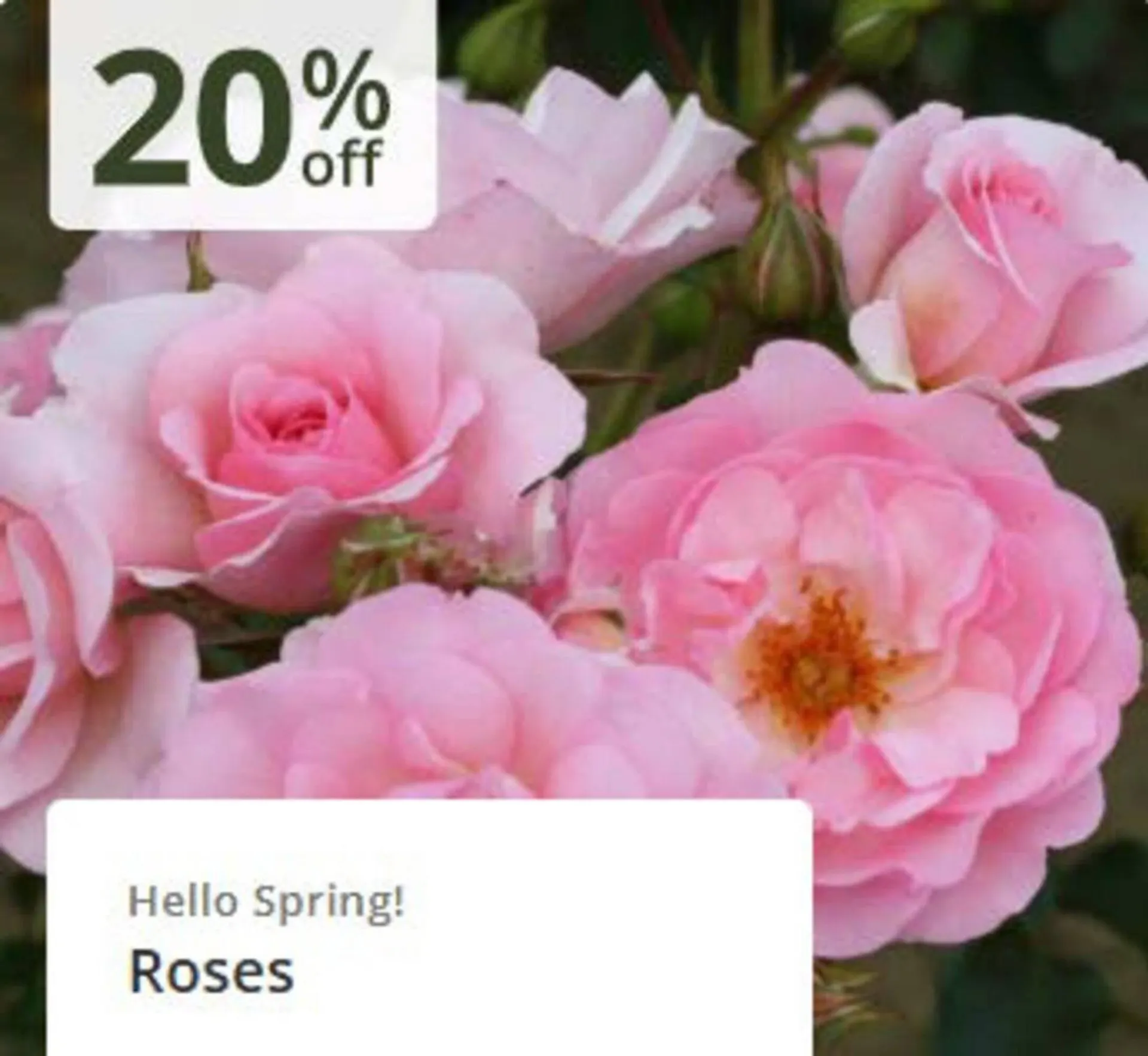 Crocus leaflet from 3 April to 20 April 2026 - Catalogue Page 4