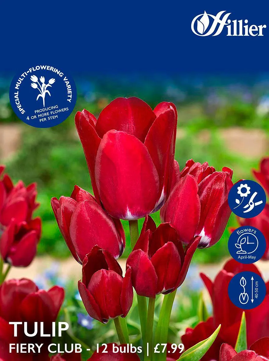 Tulip Bulbs Fiery Club
