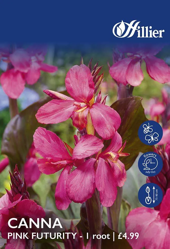 Canna Pink Futurity Bulbs