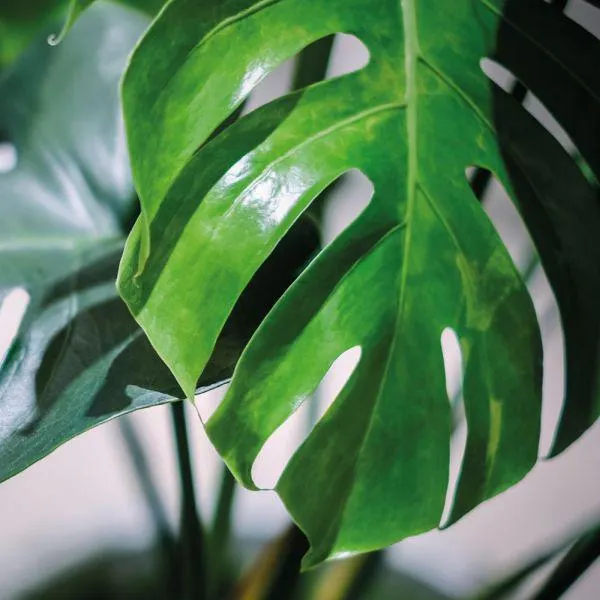 Monstera Mix 12cm - Mixed Variety