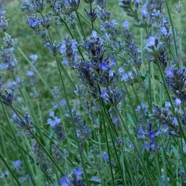 English Lavender 'Vera' 2 Litre