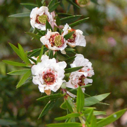 Leptospermum scoparium ‘Snow Flurry’ 3L