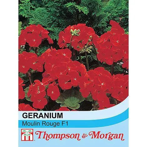 Geranium 'Moulin Rouge' F1 Hybrid - Seeds