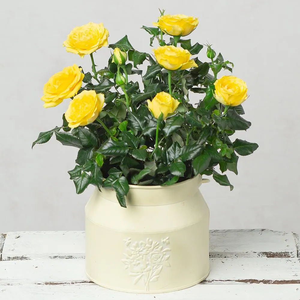 Yellow Rose in Milk Churn Pot