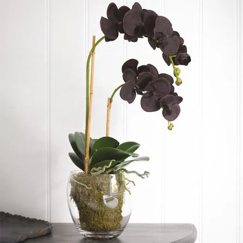 Black Double Phalaenopsis