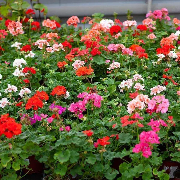 Geranium Mixed 6 Pack