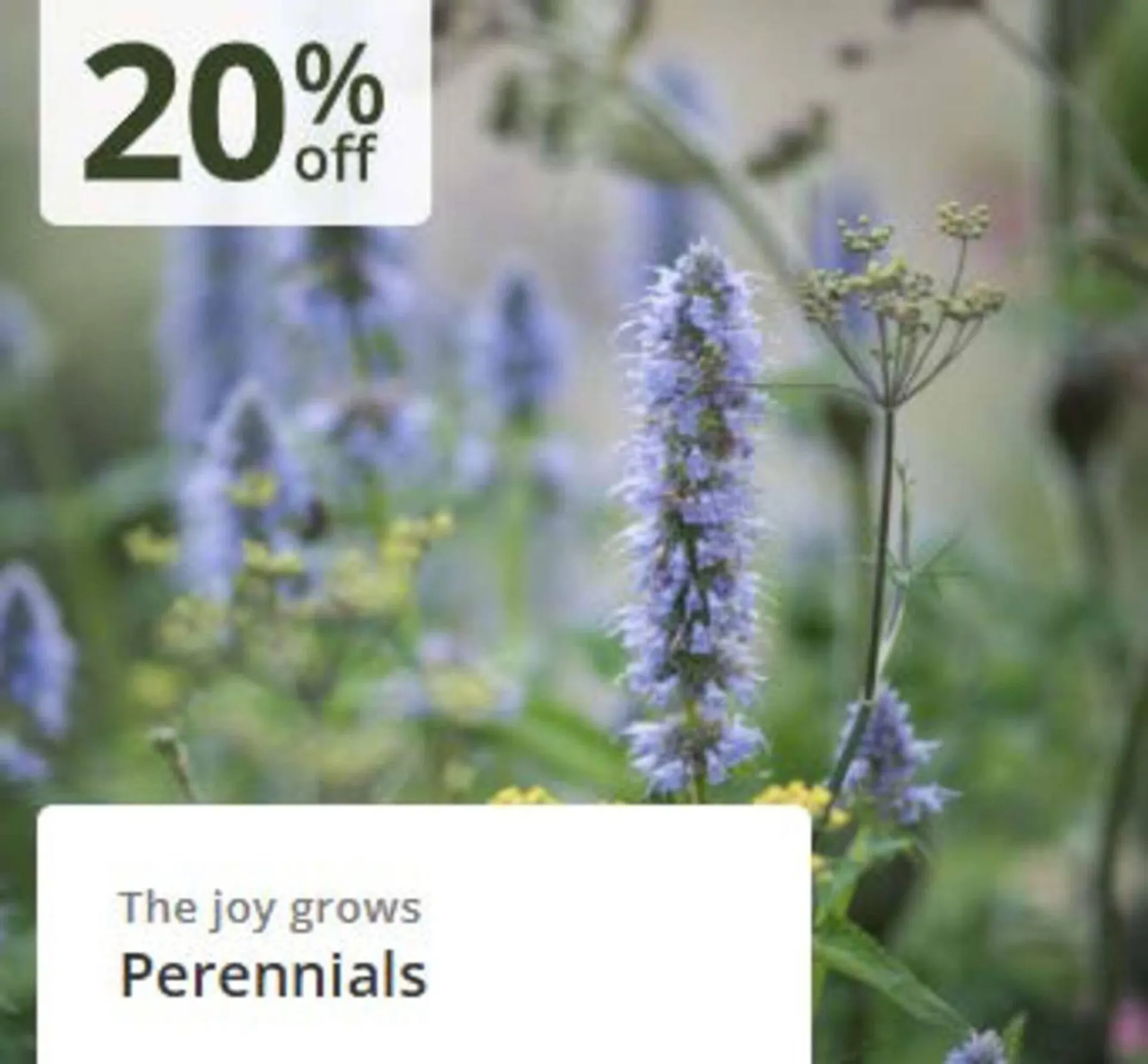 Crocus leaflet from 24 February to 16 March 2026 - Catalogue Page 1