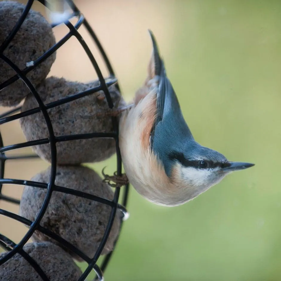 Fat snax feeder ring