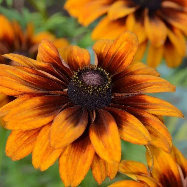 Rudbeckia Sunbeckia Sarah 10 litre