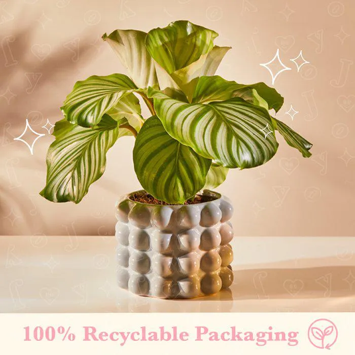 Calathea Orbifolia in Grey Bubble Planter