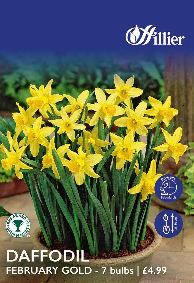 Daffodil Bulbs February Gold