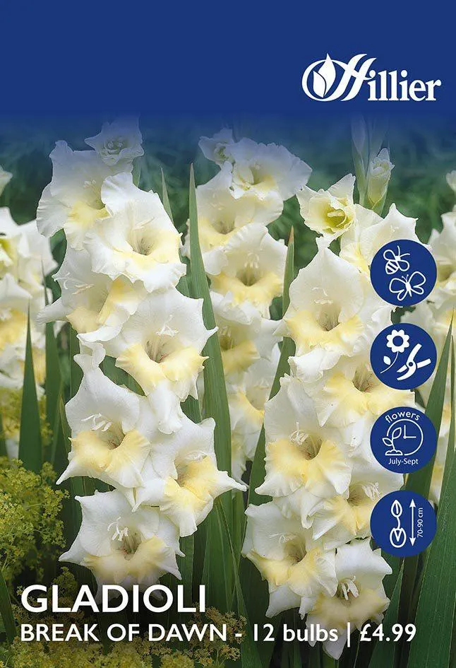 Gladioli Break Of Dawn Bulbs